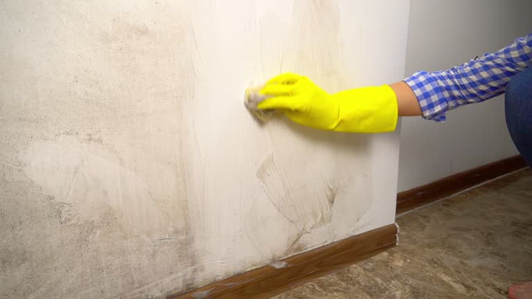 Trusted West Easton, PA Mold Removal Experts