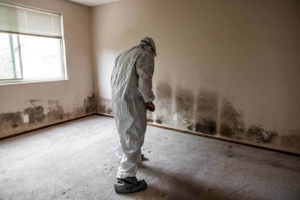 Best Comprehensive Air Testing for Mold Contaminants  in West Easton, PA
